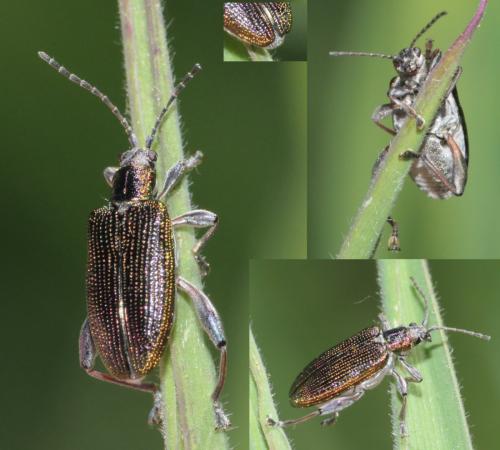 Donacia versicolorea
